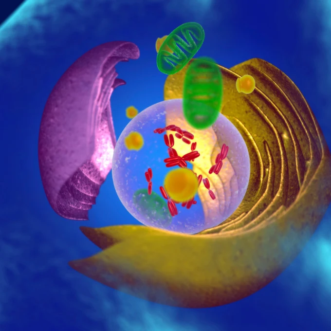 Mitochondrien – die Energiekraftwerke der Zelle